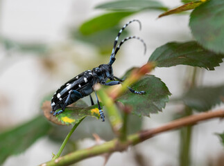 Anoplophora malasiaca　Spotted chamomile　Insect