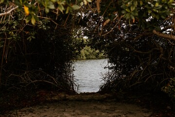 Natürlicher Bilderrahmen im Sumpfgebiet mit Ästen