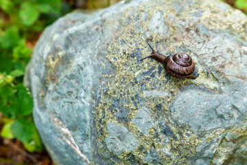 Close-up snail with horns and a shell crawling on a gray stone