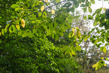forest tree. nature green wood backgrounds. Beauty background