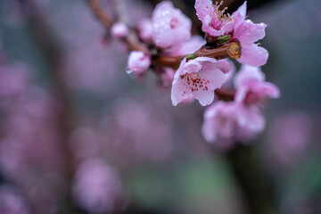 Obraz premium raindrops on peach blossom petals, close-up, blurred background