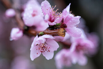 raindrops on peach blossom petals, close-up, blurred background