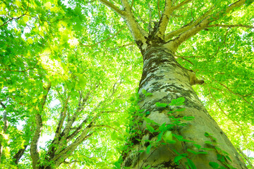 Fototapeta premium green tree in the forest