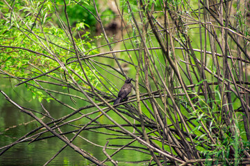 Small blackbird hiding in the branches