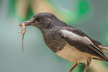 A bird with prey caught in it's beak. An oriental magpie robin with a lizard caught in it's beak. Preying birds.