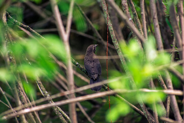 Naklejka na ściany i meble Small blackbird hiding in the branches
