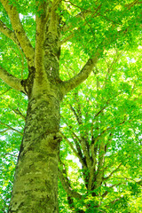 tree in the forest
