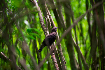 Small blackbird hiding in the branches