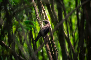 Small blackbird hiding in the branches
