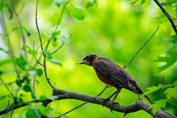American robin on a branch with a wonderful background 