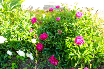 pink flowers in the garden