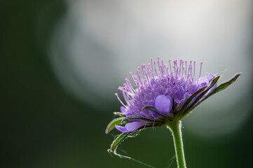 Gl&auml;nzende Skabiose