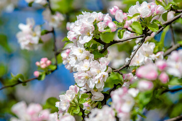 appletree blossom branch in the garden in spring
