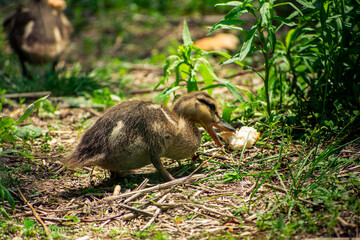 Baby chicks eating on grassland by a river