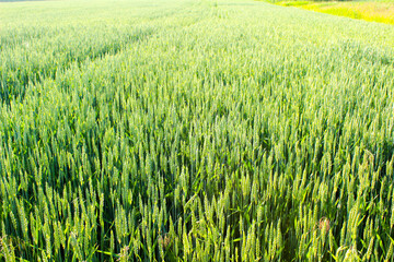 green wheat field