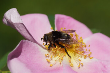 Narcissus fly, Greater bulb fly (Merodon equestris) of the family hoverflies (Syrphidae) on flower of a rose (rosa). Family Rosaceae. In spring in a Dutch garden. May 29 