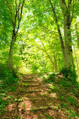 footpath in the forest