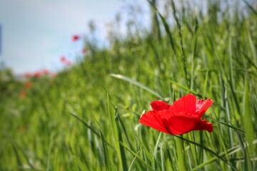 red poppy flower on the green grass scene