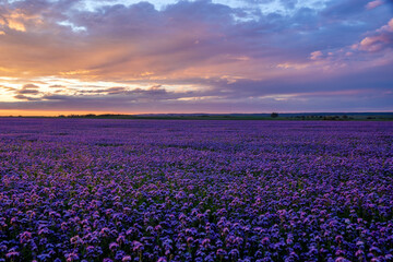 Beautiful sunset over a field of blooming phacelia, a landscape reminiscent of lavender fields