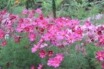 Fototapeta premium pink flowers in the garden