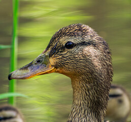 Mom Duck with her Yellow baby ducklings in the lake