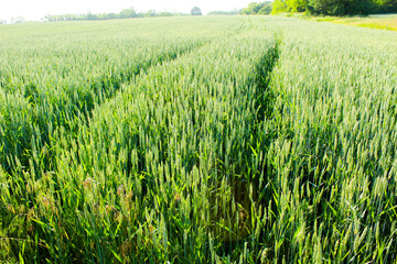 green field of wheat