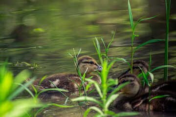 ducklings alone in the lake