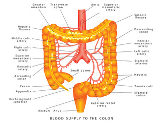 Abdominal Arteries. Blood supply to the colon. Anatomy Of Human Abdominal Arteries System. Colon Anatomy. Arteries supply of the large intestine. Large intestine Arteries supply - obrazy, fototapety, plakaty