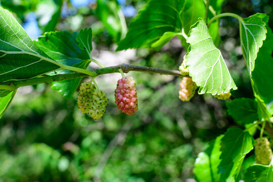 Small wild pink and white mulberries with tree branches and green leaves, also known as Morus tree, in a summer garden in a cloudy day, natural background with organic healthy food.