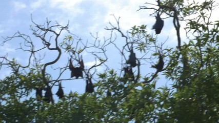 Pteropus megabats daylight Emu Park bat colony on a bright day