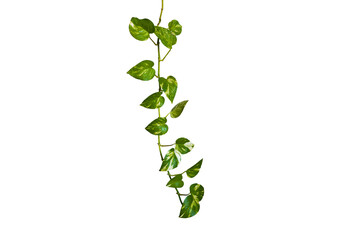 Fototapeta na wymiar Heart shaped green leaves vine ivy plant bush of devil's ivy or golden pothos (Epipremnum aureum) isolated on background with clipping path.