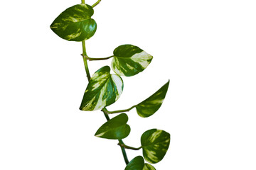 Heart shaped green leaves vine ivy plant bush of devil's ivy or golden pothos (Epipremnum aureum) isolated on background with clipping path.