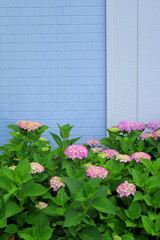 青い壁と色づき始めた紫陽花の花