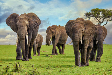 A herd of large, muddy African elephants with tusks, walking on a grassy plain in the Masai Mara in Kenya.