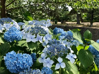 あじさい　日本　花