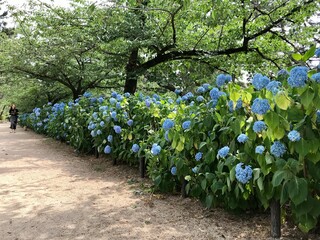 紫陽花　あじさい畑　アジサイ道