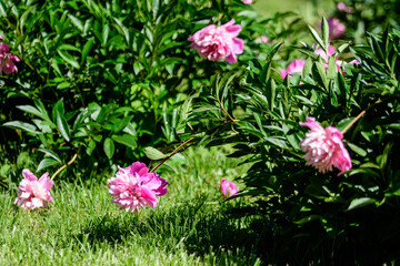 Bush with many large delicate vivid pink peony flowers in a British cottage style garden in a sunny spring day, beautiful outdoor floral background photographed with selective focus.