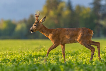 Young roe deer buck walking through the clover field in sunset light, wildlife, Capreolus capreolus, Slovakia