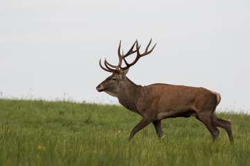 Old red deer stag walking through the green grass meadow during the rut, showing majestic antlers, wildlife, Cervus elaphus, Slovakia