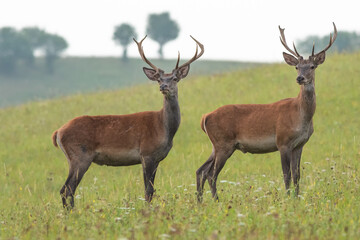 Naklejka na ściany i meble Two young red deer stags standing in the summer landscape, rare antlers, wildlife, Cervus elaphus, Slovakia