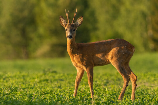 Young roe deer buck standing on the clover field in sunset light, wildlife, Capreolus capreolus, Slovakia