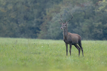 Young red deer stag standing on the green meadow during the rut, wildlife, Cervus elaphus, Slovakia