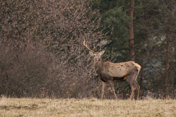 Red deer stag with one antler standing on the horizon with pine trees in background, wildlife Cervus elaphus, Slovakia