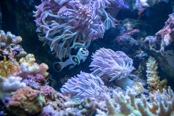 Fototapeta na wymiar the tropical fish in aquarium