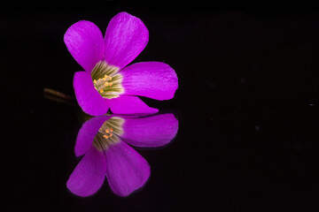 Purple Orchid Flower