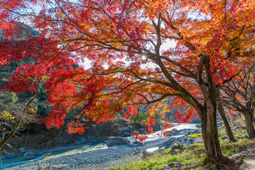Beautiful scenery of autumn colors and streams,This is a famous place in Okutama, Tokyo, Japan