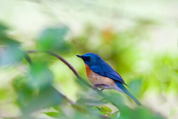 Tickell Blue Flycatcher