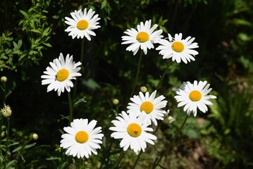 Fototapeta premium Oxeye daisy is an Asteraceae flower native to Europe, with beautiful, dazzling white flowers in June.