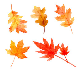 Collection of beautiful orange autumn leaves isolated on white background. Set of hand-painted in watercolor and brush on paper. Clipping path.