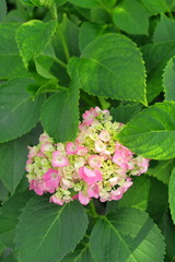 色づき始めた紫陽花の花